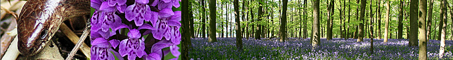 Hertfordshire Natural History Society