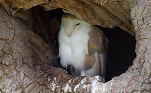 Barn Owl by Jono Forgham