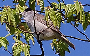 Blackcap by Jono Forgham