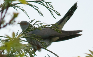 Cuckoo by Steve Shand