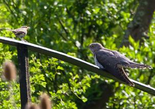 Cuckoo by Yves Gisseleire