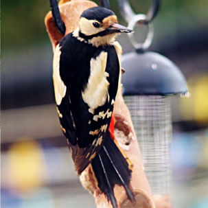 Great Spotted Woodpecker by Helen Cope