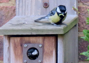 Great Tits by Ann Doubleday