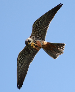 Hobby by Tim Hill