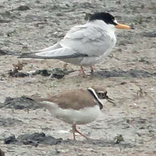 Little Tern and Little Ringed Plover by Barry Reed