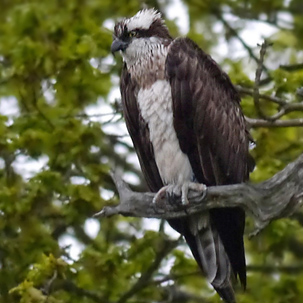 Osprey by Lucy Flower