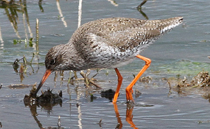 Redshank by Alan Reynolds