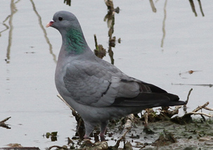 Stock Dove by Alan Reynolds