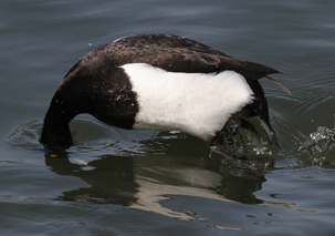 Tufted Duck by Alan Reynolds