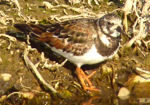 Turnstone by Jason Ward