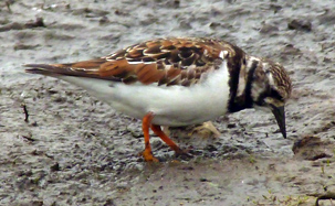 Turnstone by Simon Knott