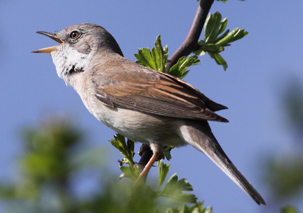 Whitethroat by Andrew Steele