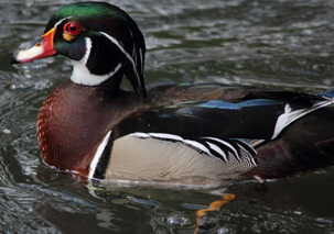 Wood Duck by Ron Baber