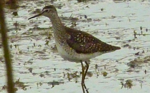 Wood Sandpiper by Jason Ward