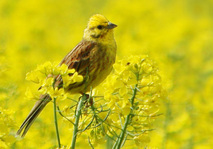 Yellowhammer by Dan Forder