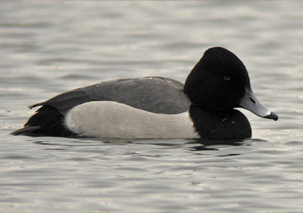 Aythya hybrid by Paul Hackett