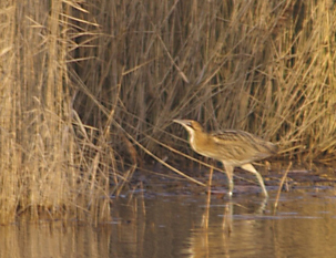 Bittern by Nicola Knott