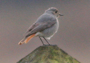 Black Redstart by Simon West