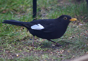 Blackbird by my Knott