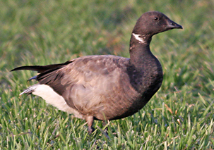 Brent Goose by Simon West