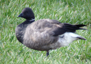 Brent Goose by Steve Blake