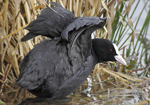 Coot by Paul Hackett