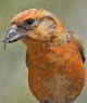 Common Crossbill