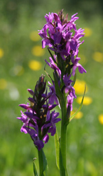 Early Purple Orchid