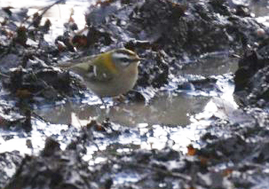 Firecrest by Adam Hough.
