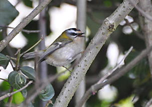 Firecrest by Derek Girvan