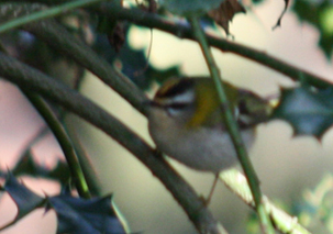 Firecrest by Paul Lawrence