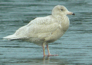 Glaucous Gull by Jan Hein van Steenis.