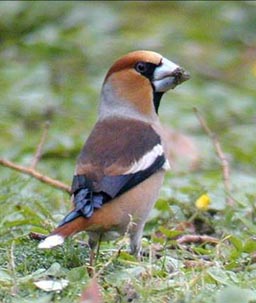 Hawfinch