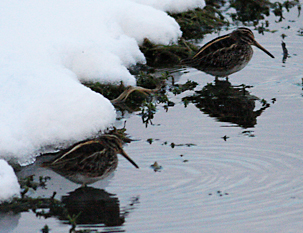Jack Snipes by Simon West