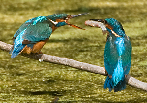 Kingfishers by Paul Hacket