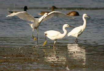 Little Egrets at Tring Reservoirs photo by Mike Wallen