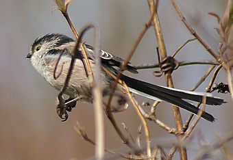 Long-tailed-tit by Nicola Knott