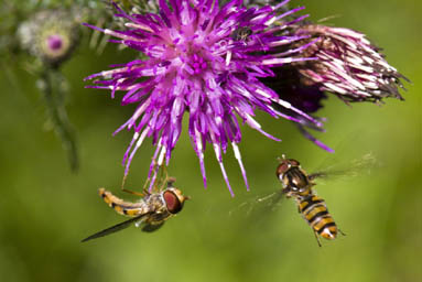 Marmalade hoverflies