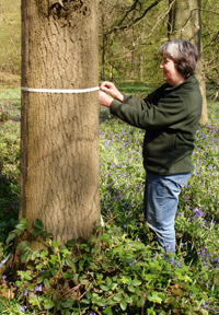 Monitoring the growth of an ash tree as part of a long term study of wildlife in four Hertfordshire woodlands carried out by HNHS members.