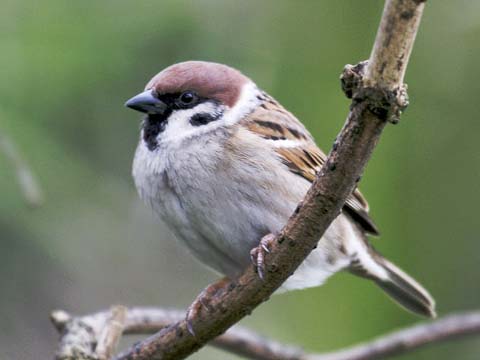 Tree sparrow copyright Peter Beesley