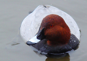Pochard by Murray Brown