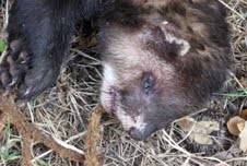 Polecat-