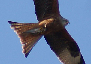 Red Kite by Catherine Mackenzie-Davies