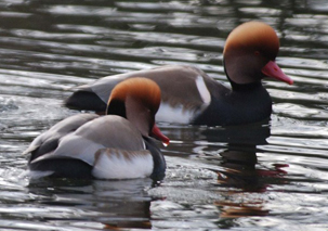 Red-crested Pochards by Steve Blake