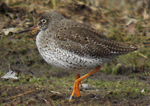 Redshank by Paul Hackett