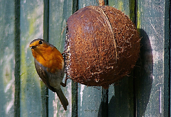 Robin by Nicola Knott