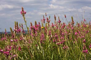 Sanfoin at Hexton Chalk Pit