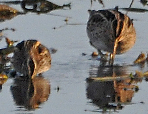 Jack and Common Snipe by Derek Girvan