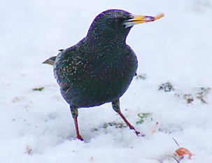 Starling by Paul Lawrence