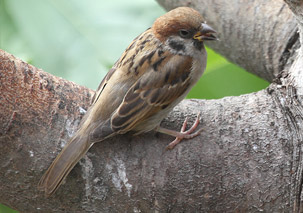Tree Sparrow by Sandra Standbridge